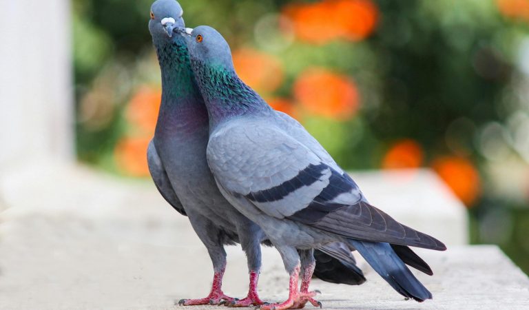 Close-up of two pigeons on a ledge with blurred greenery in Bengaluru, India.